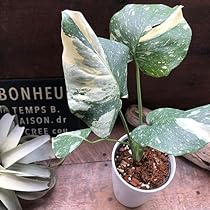 Amazon｜斑入りモンステラ 立派な観葉植物｜観葉植物 オンライン通販